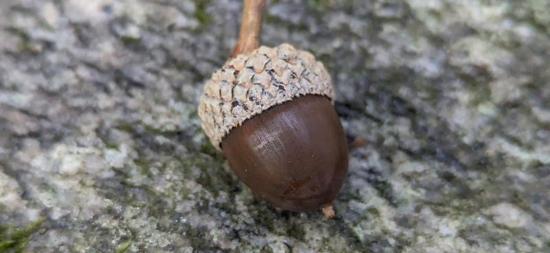 Abstract article image showing an acorn resting on a rock
