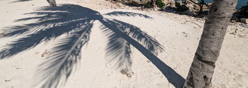 Abstract article image showing the shadow of a palm tree cast across the sand of a beech in Jamaica